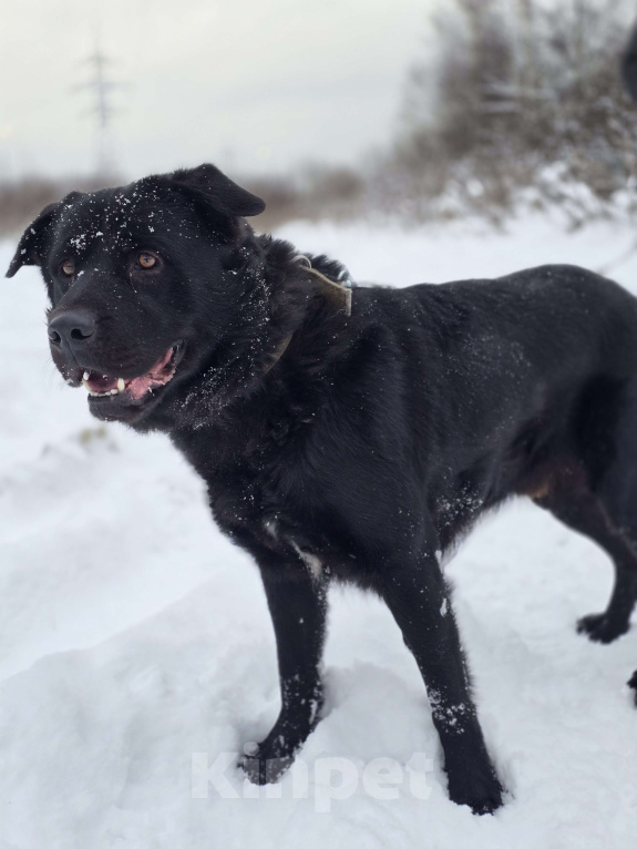 Собаки в Королеве: Обаятельный Чарли, метис лабрадора ищет дом Мальчик, Бесплатно - фото 2