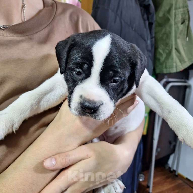 Собаки в Ростове-на-Дону: Щенок  Девочка, Бесплатно - фото 3