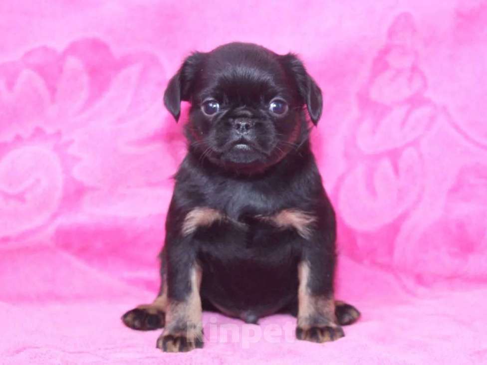 Собаки в Санкт-Петербурге: Маленький проказник Мальчик, 80 000 руб. - фото 2