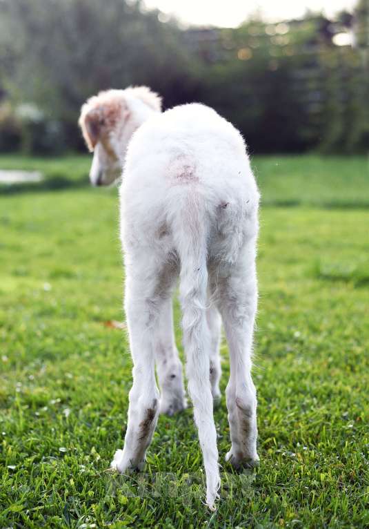 Собаки в Новосибирске: Барская Прихоть Белогор Мальчик, 130 000 руб. - фото 2