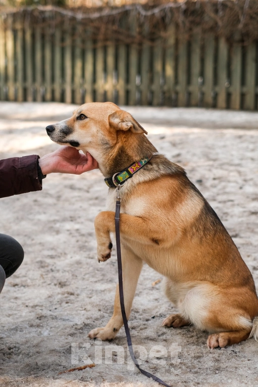 Собаки в Санкт-Петербурге: Собаки из приюта: нежный молодой Рей Мальчик, Бесплатно - фото 5