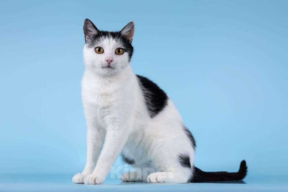 Кошки в Москве: Очаровательная кошечка Лягушонка ищет дом. Девочка, Бесплатно - фото 1