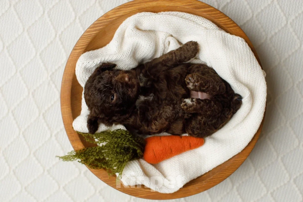 Собаки в Санкт-Петербурге: Испанская водяная собака Девочка, Бесплатно - фото 5