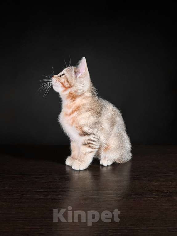 Кошки в Москве: Котята курильского бобтейла короткошерстные  Девочка, Бесплатно - фото 4