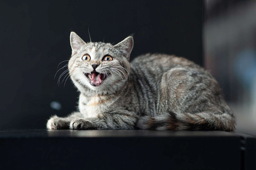 Объявление: Трехцветная котенок девочка - благополучие в дом, Бесплатно, Санкт-Петербург