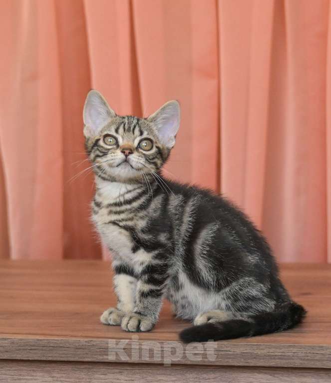 Кошки в Москве: Котенок Американской короткошерстной породы Мальчик, 75 000 руб. - фото 8