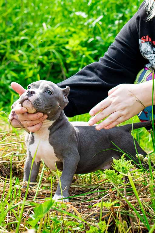Собаки в Санкт-Петербурге: Малыш Тор Мальчик, 120 000 руб. - фото 3