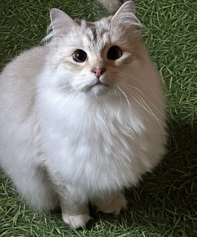 Невский маскарадный котик золотого окраса