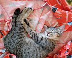 Кошки в Нижнем Новгороде: Котёнок  в добрые руки  Девочка, Бесплатно - фото 2