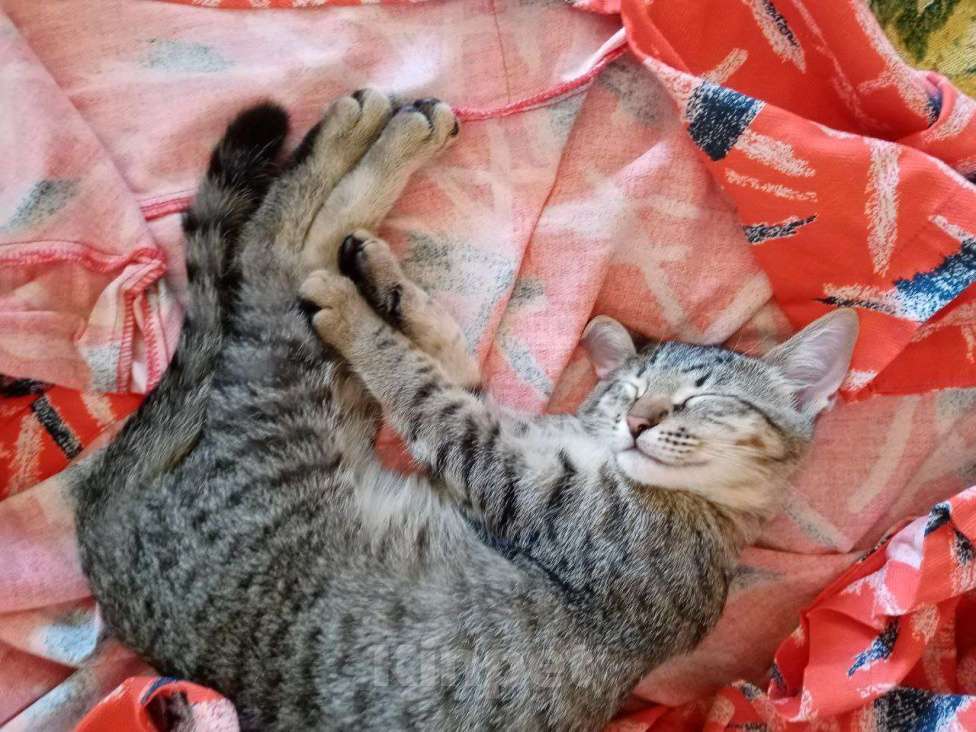 Кошки в Нижнем Новгороде: Котёнок  в добрые руки  Девочка, Бесплатно - фото 2