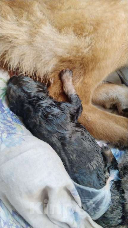 Собаки в Москве: Активистка Девочка, 1 000 руб. - фото 3