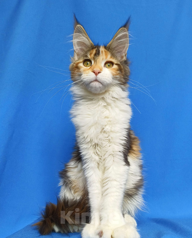 Кошки в Москве: Мейн-кун полидакт Девочка Девочка, 80 000 руб. - фото 1