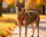 Собаки в Москве: Леди - миниатюрная волчица, с очень добрым сердцем Девочка, Бесплатно - фото 7