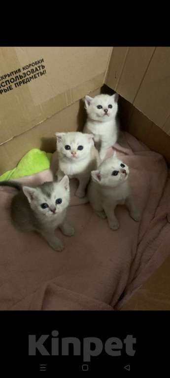 Кошки в Москве: Шотландский которебëнок Девочка, 20 000 руб. - фото 1