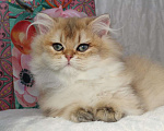 Кошки в Москве: Длинношерстный котенок Девочка, 80 000 руб. - фото 5