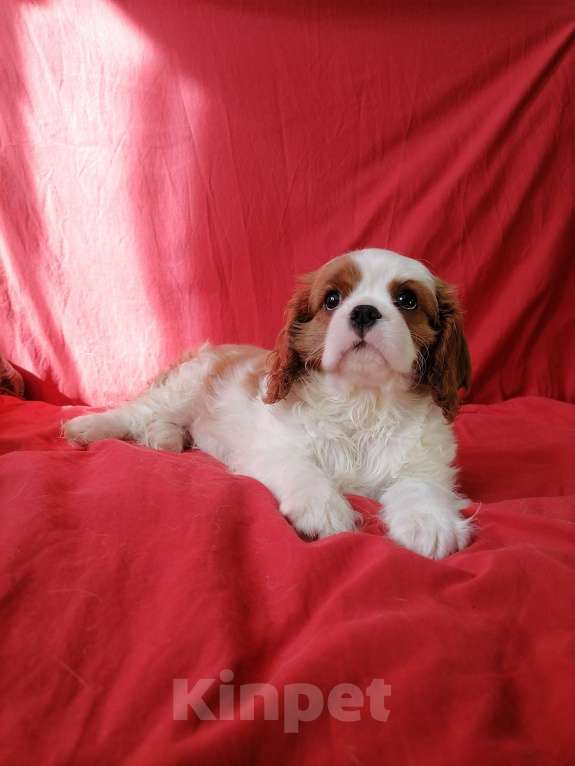 Собаки в Москве: Щеночки Кавалер Кинг Чарльз 2,5 мес. Девочка, 70 000 руб. - фото 2