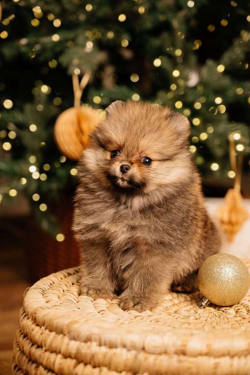 Собаки в Челябинске: Померанский шпиц  Девочка, Бесплатно - фото 5