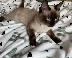 Кошки в Люберцах: Тайский милый котенок мальчик  Мальчик, 10 000 руб. - фото 6
