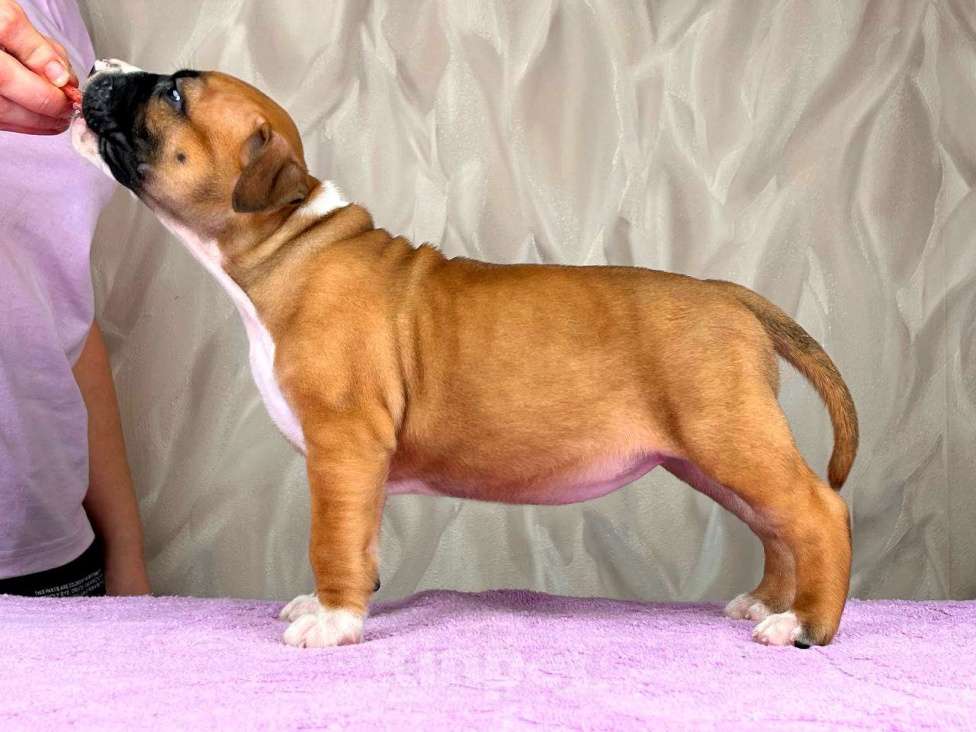 Собаки в Москве: Крутая девочка амстаффа  Девочка, 80 000 руб. - фото 9