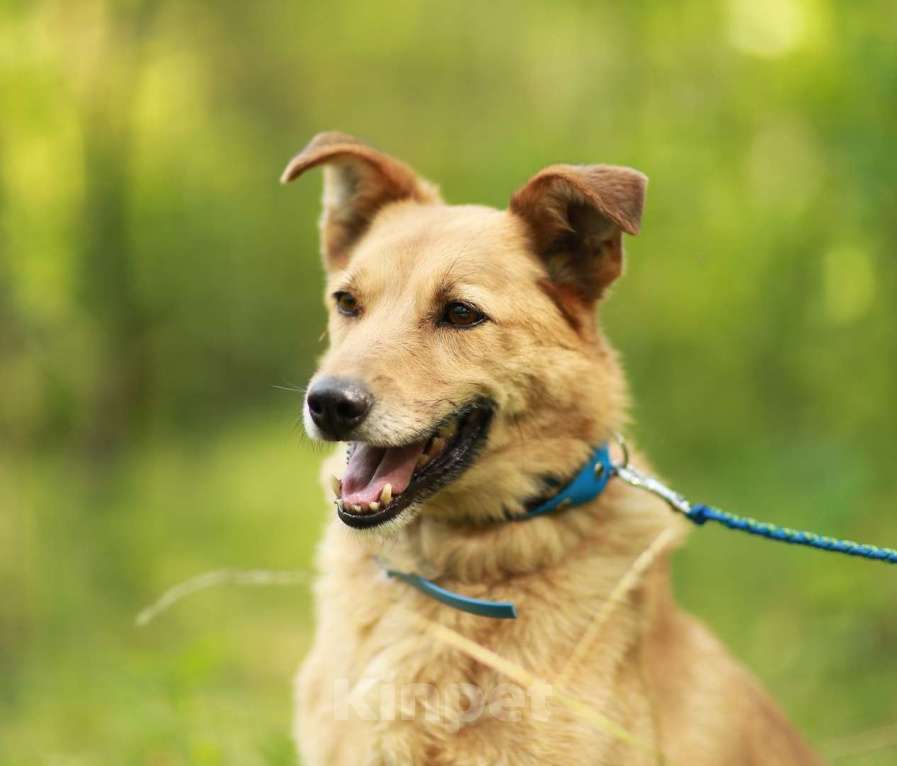 Собаки в Москве: Мартин Мальчик, Бесплатно - фото 3