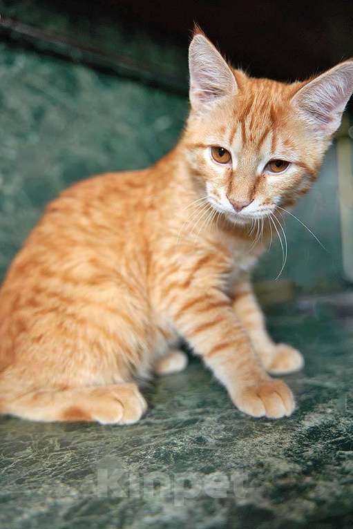 Кошки в Москве: Котёнок Марчелло - рыжее солнышко в добрые руки Мальчик, 10 руб. - фото 9