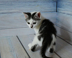 Кошки в Щелково: Котенок ищет семью Мальчик, Бесплатно - фото 3