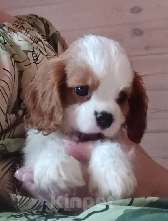 Собаки в Москве: Кавалерчик мальчишка игрушка Мальчик, 150 000 руб. - фото 3