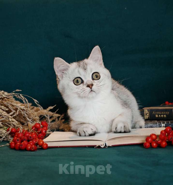 Кошки в Москве: Породистые шотландские котята Девочка, 55 000 руб. - фото 1