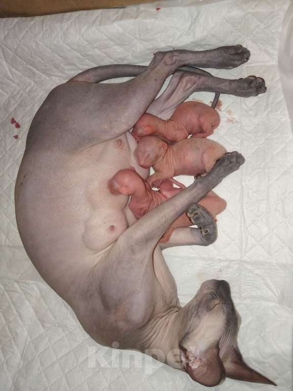 Кошки в Москве: Котенок канадский сфинкс Девочка, 15 000 руб. - фото 4