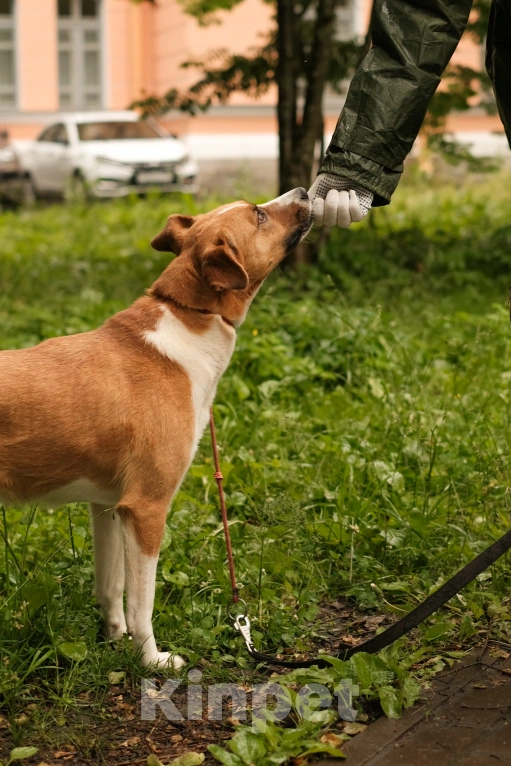 Собаки в Санкт-Петербурге: Эльза из приюта в добрые руки Девочка, Бесплатно - фото 7