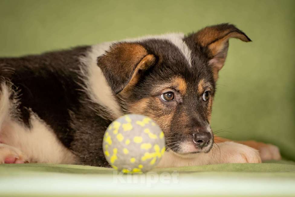 Собаки в Клине: Кокос - ласковый щенок Мальчик, Бесплатно - фото 9