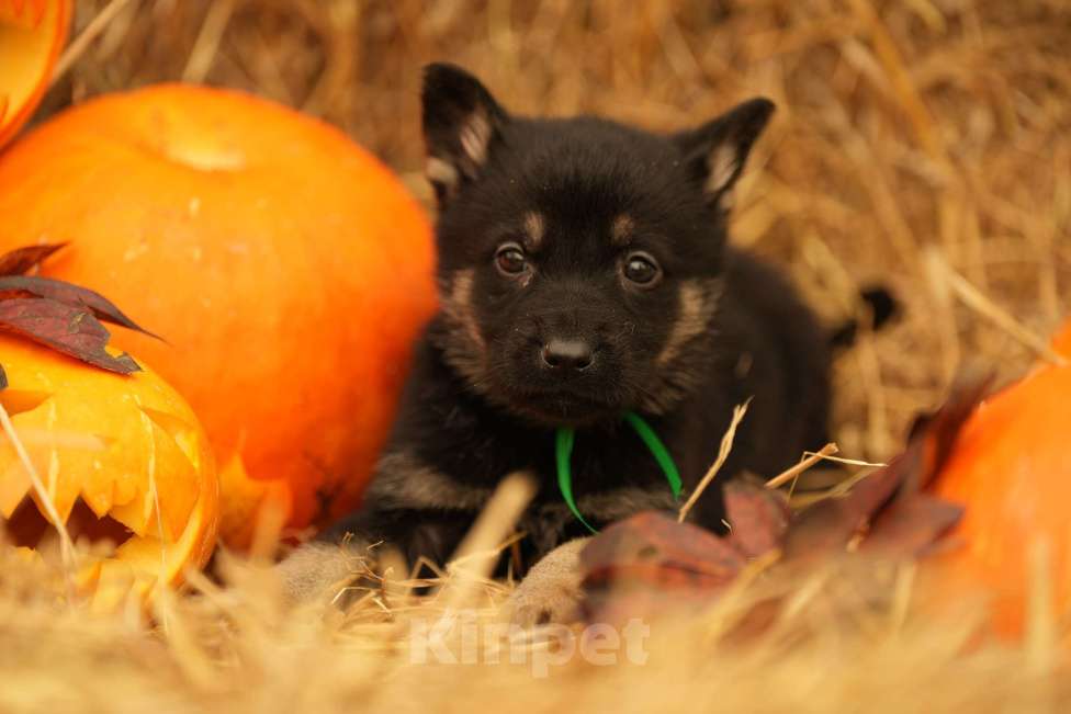 Собаки в Мурманске: Сука восточноевропейская овчарка Девочка, 60 000 руб. - фото 3