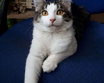 Кошки в Нижнем Новгороде: Спокойный котенок в добрые руки Мальчик, 1 руб. - фото 3