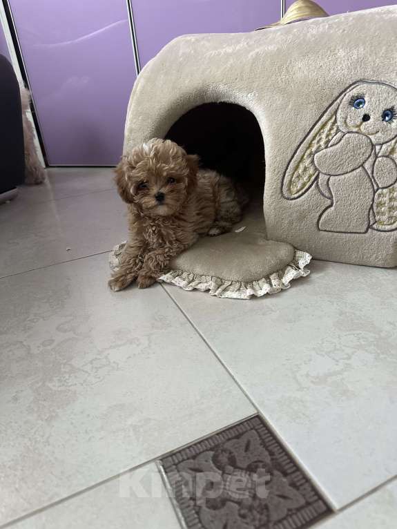 Собаки в Москве: Мальтипу Мальчик, 160 руб. - фото 2