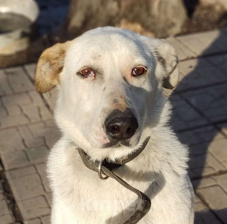 Собаки в Москве: Анабель Девочка, Бесплатно - фото 2