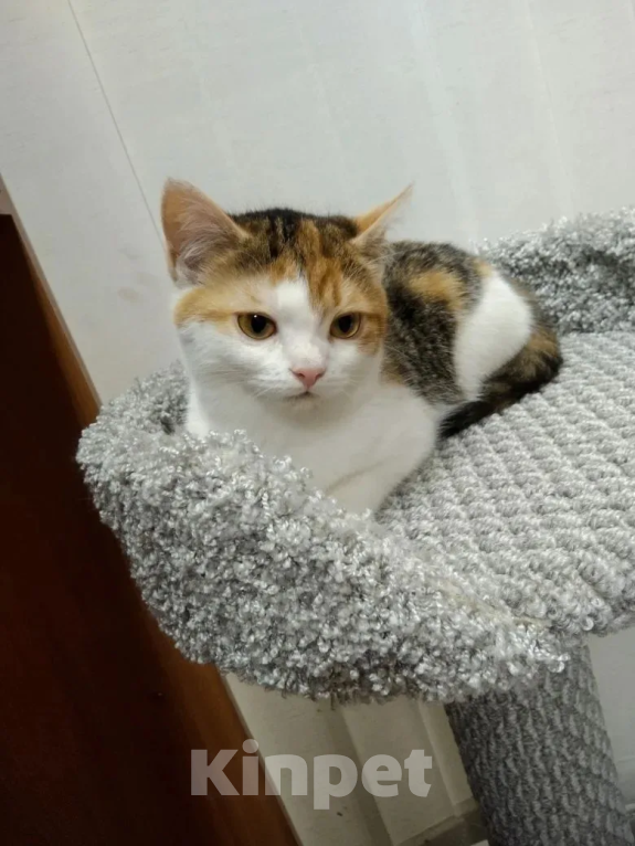 Кошки в Москве: Нежная Ассоль ищет дом Девочка, Бесплатно - фото 3