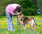 Собаки в Павловском Посаде: Собака в добрые руки  Девочка, Бесплатно - фото 5
