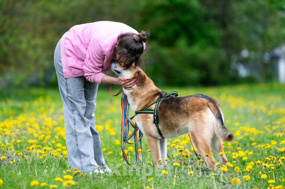 Собаки в Павловском Посаде: Собака в добрые руки  Девочка, Бесплатно - фото 5