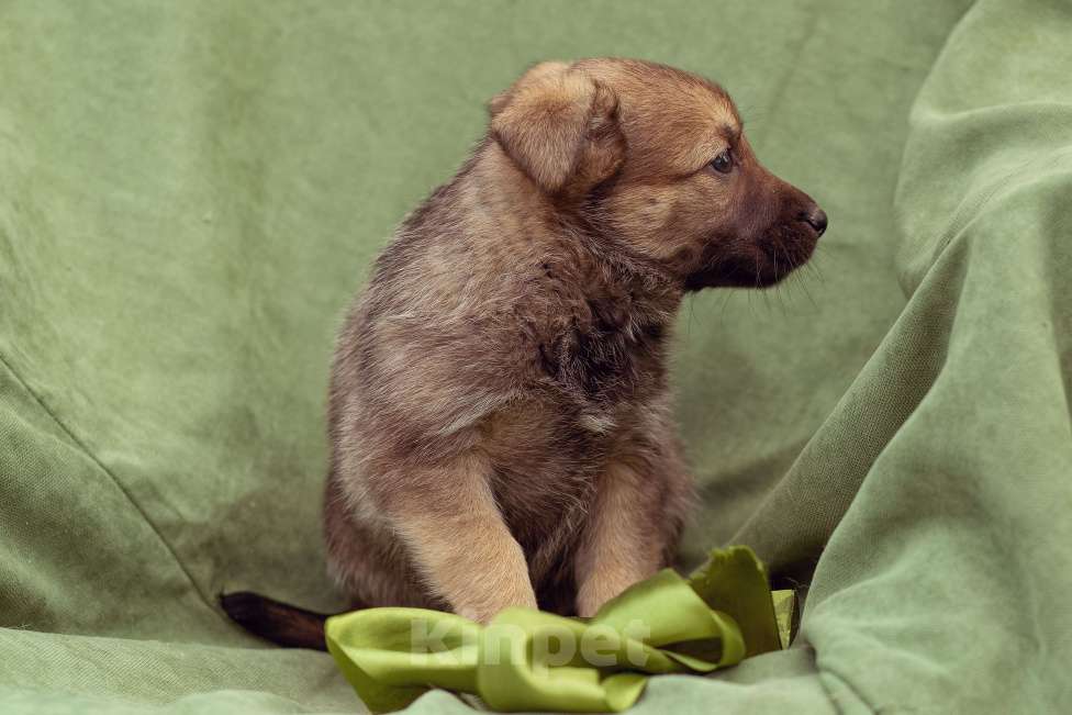 Собаки в Москве: щенок Коржик в добрые руки Мальчик, Бесплатно - фото 10