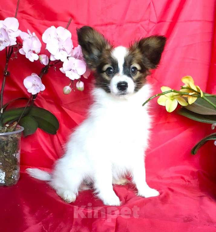 Собаки в Красноармейске: Щенки папийона Мальчик, 35 000 руб. - фото 2