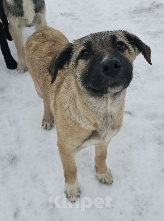 Собаки в Москве: щенку Лаки нужна семья Мальчик, Бесплатно - фото 7