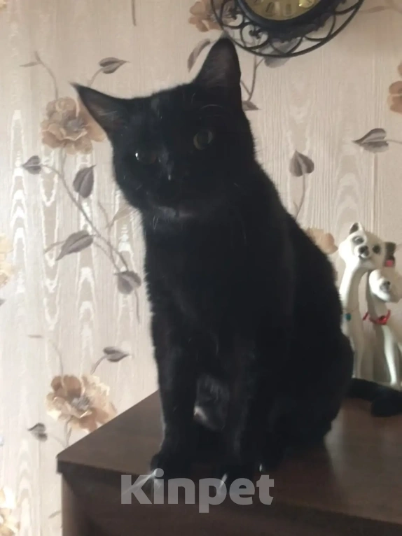 Кошки в Дмитрове: Отдам в добрые руки Девочка, Бесплатно - фото 1