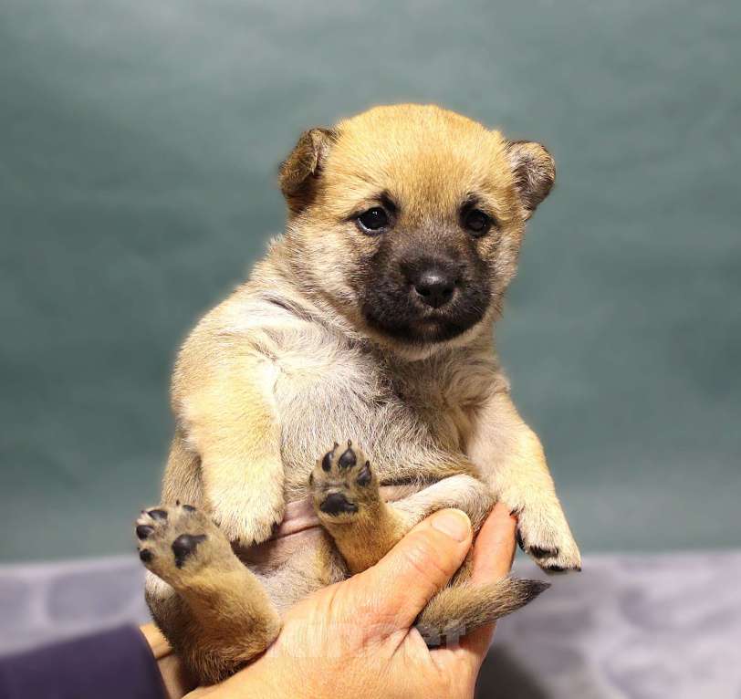 Собаки в Москве: Щенок метис Девочка, Бесплатно - фото 2