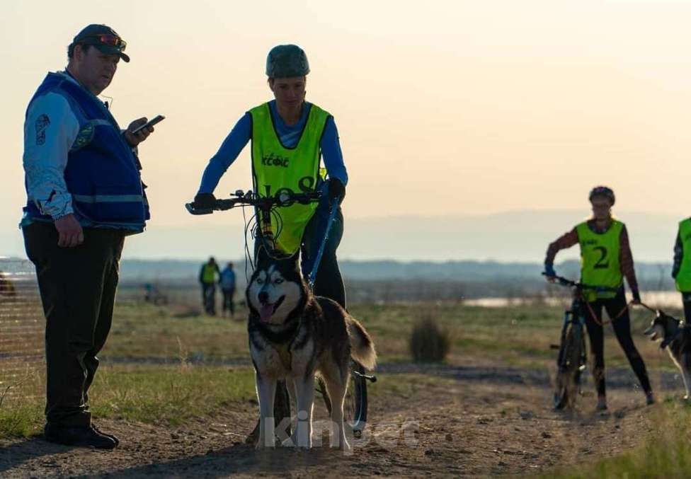 Собаки в других городах Ростовской области: Хаски красавчик! Мальчик, Бесплатно - фото 4