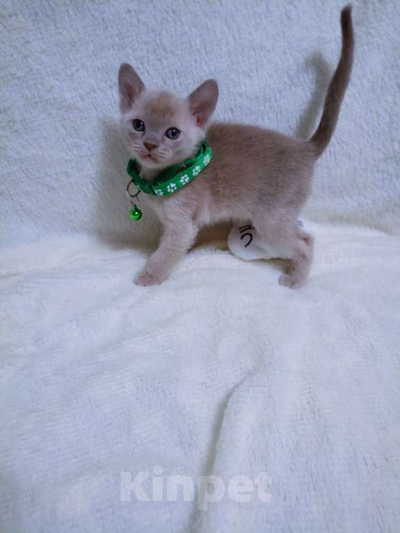 Кошки в Москве: Бурманские лиловые котята Разнополые, 70 000 руб. - фото 6