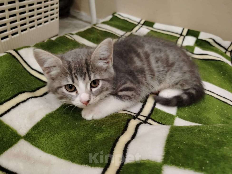 Кошки в Салавате: Отдам в хорошие руки котят  Мальчик, Бесплатно - фото 2