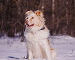 Собаки в Москве: Ищет дом красивый мальчик по кличке Беляшик Мальчик, Бесплатно - фото 3