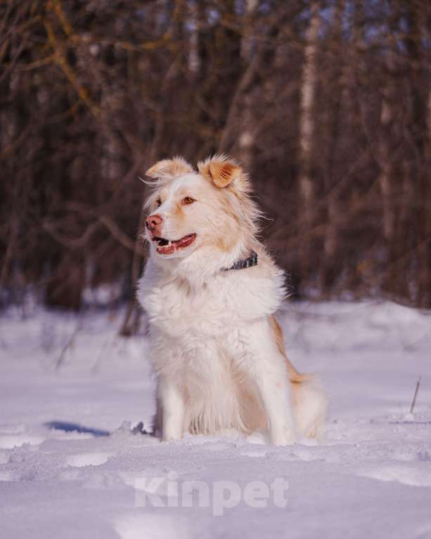 Собаки в Москве: Ищет дом красивый мальчик по кличке Беляшик Мальчик, Бесплатно - фото 3