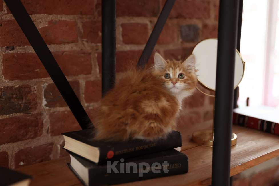 Кошки в Серпухове: Хурма Русские Цветы Курильский Бобтейл Девочка, 45 000 руб. - фото 3