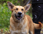 Собаки в Балашихе: Золотая семейная Оливия 3,5г из приюта Девочка, Бесплатно - фото 6